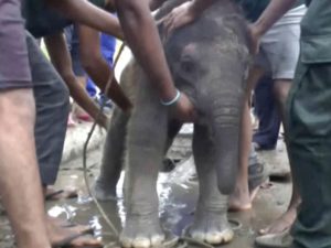 baby elephant rescued from storm drain