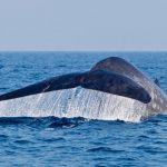 blue-whale-watching-in-mirissa