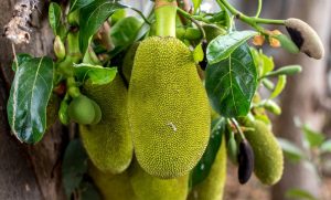 jackfruit-weird-fruit.jpg.838x0_q80